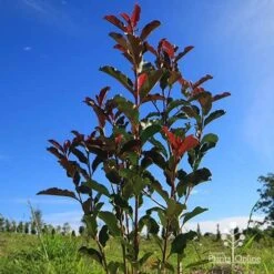Photinia Thin Red -Green Plant Corner apo thin red habit blue sky
