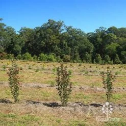Photinia Thin Red -Green Plant Corner apo thin red nursery hedge 2