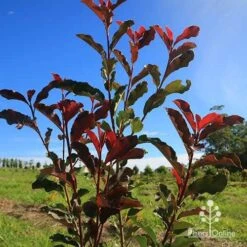 Photinia Thin Red -Green Plant Corner apo thin red nursery planting