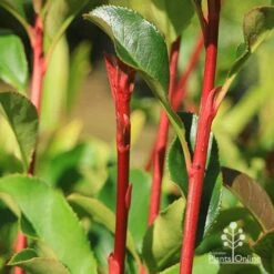 Photinia Thin Red -Green Plant Corner apo thin red red stems 2