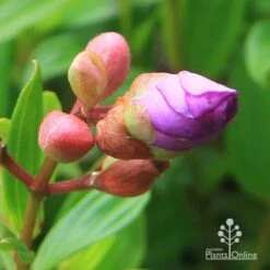 Tibouchina Allure -Green Plant Corner apo tibouchina allure bud