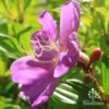 Tibouchina Allure -Green Plant Corner apo tibouchina allure flower side