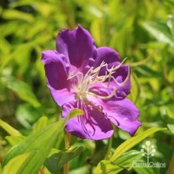 Tibouchina Allure -Green Plant Corner apo tibouchina allure flower 1
