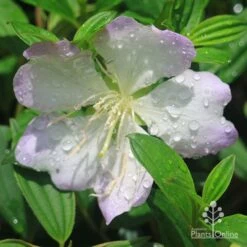 Tibouchina Chameleon 23 Tibouchina Chameleon -Green Plant Corner apo tibouchina chameleon flower