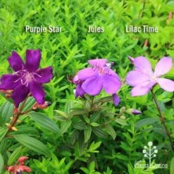 Tibouchina Purple Star -Green Plant Corner apo tibouchina compare 2