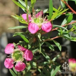 Leptospermum Tickled Pink -Green Plant Corner apo tickled pink above