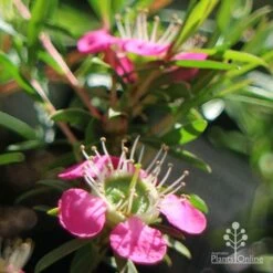 Leptospermum Tickled Pink -Green Plant Corner apo tickled pink close