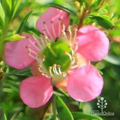 Leptospermum Tickled Pink -Green Plant Corner apo tickled pink flower close 1
