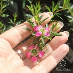 Leptospermum Tickled Pink -Green Plant Corner apo tickled pink flower size