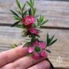 Leptospermum Tickled Pink -Green Plant Corner apo tickled pink flower size 1