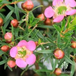 Leptospermum Tickled Pink -Green Plant Corner apo tickled pink leptospermum flower buds 1