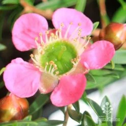 Leptospermum Tickled Pink -Green Plant Corner apo tickled pink leptospermum flower closeup 1