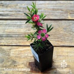 Leptospermum Tickled Pink -Green Plant Corner apo tickled pink leptospermum tubestock flowering