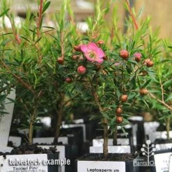 Leptospermum Tickled Pink -Green Plant Corner apo tickled pink leptospermum tubestock plants 1