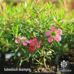 Leptospermum Tickled Pink -Green Plant Corner apo tickled pink tubestock 3 flowers 1