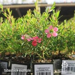 Leptospermum Tickled Pink -Green Plant Corner apo tickled pink tubestock flowers 1
