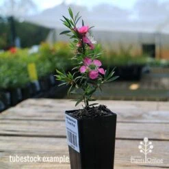 Leptospermum Tickled Pink -Green Plant Corner apo tickled pink tubestock in flower