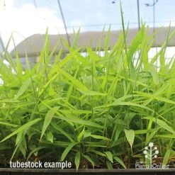 Tiger Grass - Thysanolaena -Green Plant Corner apo tiger grass tray of tubestock