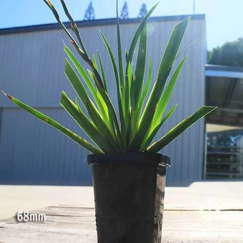 Dietes Tiny Dancer- Wild Iris - 68mm BIGGER Size 4 Dietes Tiny Dancer- Wild Iris - 68mm BIGGER Size - Image 2