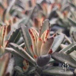 Kalanchoe Tomentosa – Panda Plant - Succulent -Green Plant Corner apo tomentosa chocolate