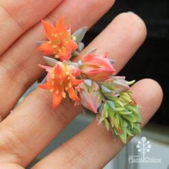 Echeveria Topsy Turvy - Succulent 16 Echeveria Topsy Turvy - Succulent -Green Plant Corner apo topsy turvy flowersize