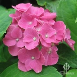 Hydrangea President R Touchard -Green Plant Corner apo touchard hydrangea alkaline