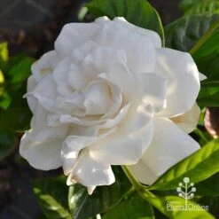 Gardenia True Love -Green Plant Corner apo true love gardenia full open