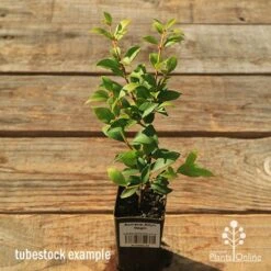 Acmena Allyn Magic 18 Acmena Allyn Magic -Green Plant Corner apo tubestock allyn magic green