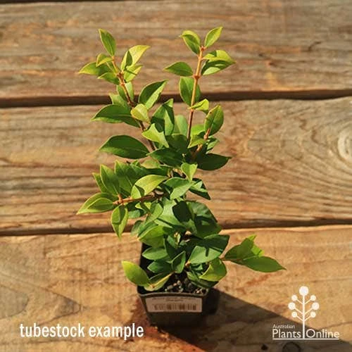 Acmena Allyn Magic 7 Acmena Allyn Magic - Image 5