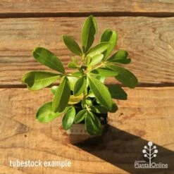 Choisya - Mexican Orange Blossom -Green Plant Corner apo tubestock choisya top