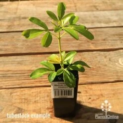 Choisya - Mexican Orange Blossom -Green Plant Corner apo tubestock choisya2