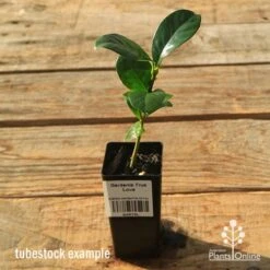 Gardenia True Love -Green Plant Corner apo tubestock gardenia true love