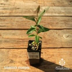 Grevillea Deua Flame -Green Plant Corner apo tubestock grevillea deua flame