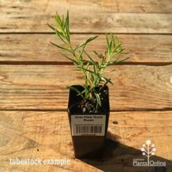 Grevillea Gold Rush -Green Plant Corner apo tubestock grevillea gold rush