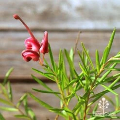 Grevillea Liliane -Green Plant Corner apo tubestock grevillea liliane flower close