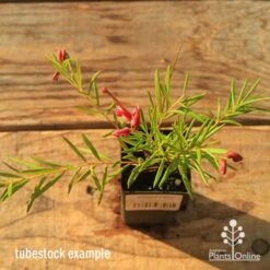 Grevillea Liliane -Green Plant Corner apo tubestock grevillea liliane top