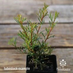 Grevillea Mini Marvel -Green Plant Corner apo tubestock grevillea mini marvel close