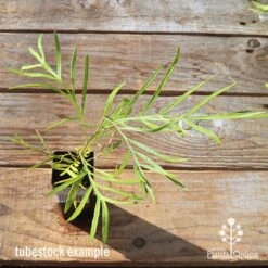 Grevillea Yamba Sunshine -Green Plant Corner apo tubestock grevillea yamba sunshine top
