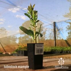 Leucadendron Gold Strike 15 Leucadendron Gold Strike -Green Plant Corner apo tubestock leucadendron gold strike sky