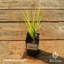 Lomandra Lime Tuff -Green Plant Corner apo tubestock lomandra lime tuff