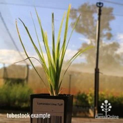 Lomandra Lime Tuff -Green Plant Corner apo tubestock lomandra lime tuff nursery