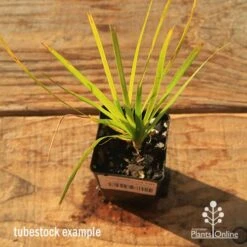 Lomandra Lime Tuff -Green Plant Corner apo tubestock lomandra lime tuff top
