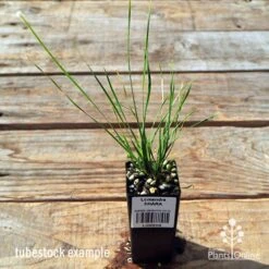 Lomandra SHARA -Green Plant Corner apo tubestock lomandra shara
