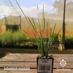 Lomandra SHARA -Green Plant Corner apo tubestock shara sky