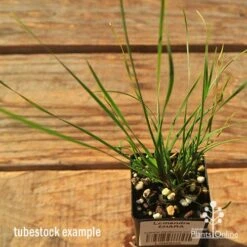 Lomandra SHARA -Green Plant Corner apo tubestock shara top