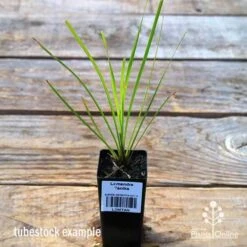 Lomandra Tanika -Green Plant Corner apo tubestock tanika
