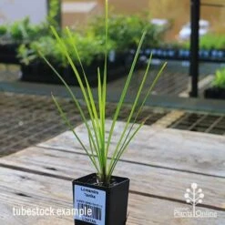 Lomandra Tanika -Green Plant Corner apo tubestock tanika side