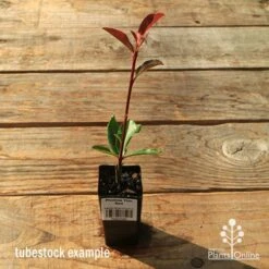 Photinia Thin Red -Green Plant Corner apo tubestock thin red