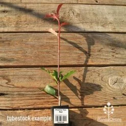 Photinia Thin Red -Green Plant Corner apo tubestock thin red tall