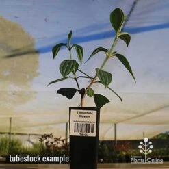 Tibouchina Illusion 27 Tibouchina Illusion -Green Plant Corner apo tubestock tibuchina illusion